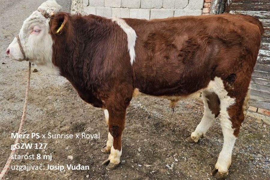 Bikovi za prirodni pripust uzgajatelja HUSim-a